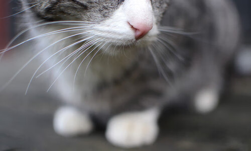 VALORANT 战队实力排名变化明显,valorant比赛规则