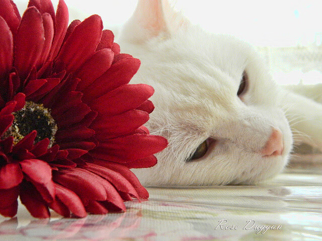 “未来已现:智能赛车引领速度革新”,未来的智能车