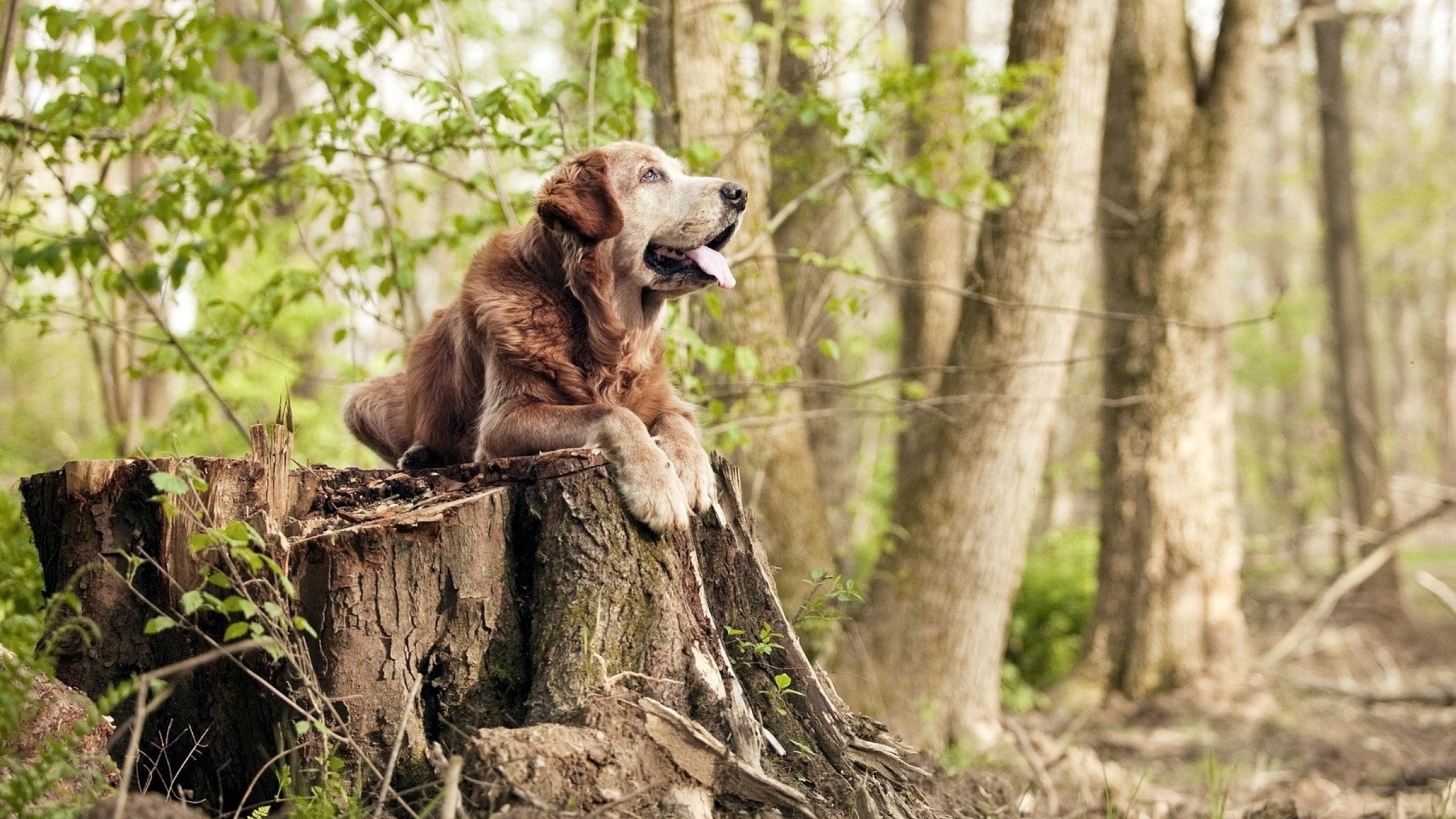 “未来新星:年度潜力排名榜单”,未来潜力新品