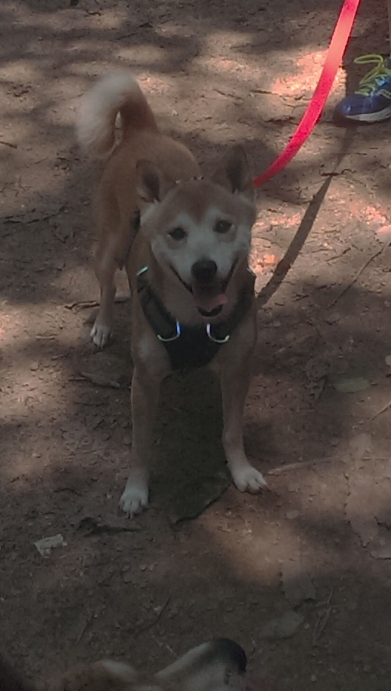 亚马尔荣获科帕奖,最佳年轻球员,亚马尔荣获科帕奖,最佳年轻球员是谁