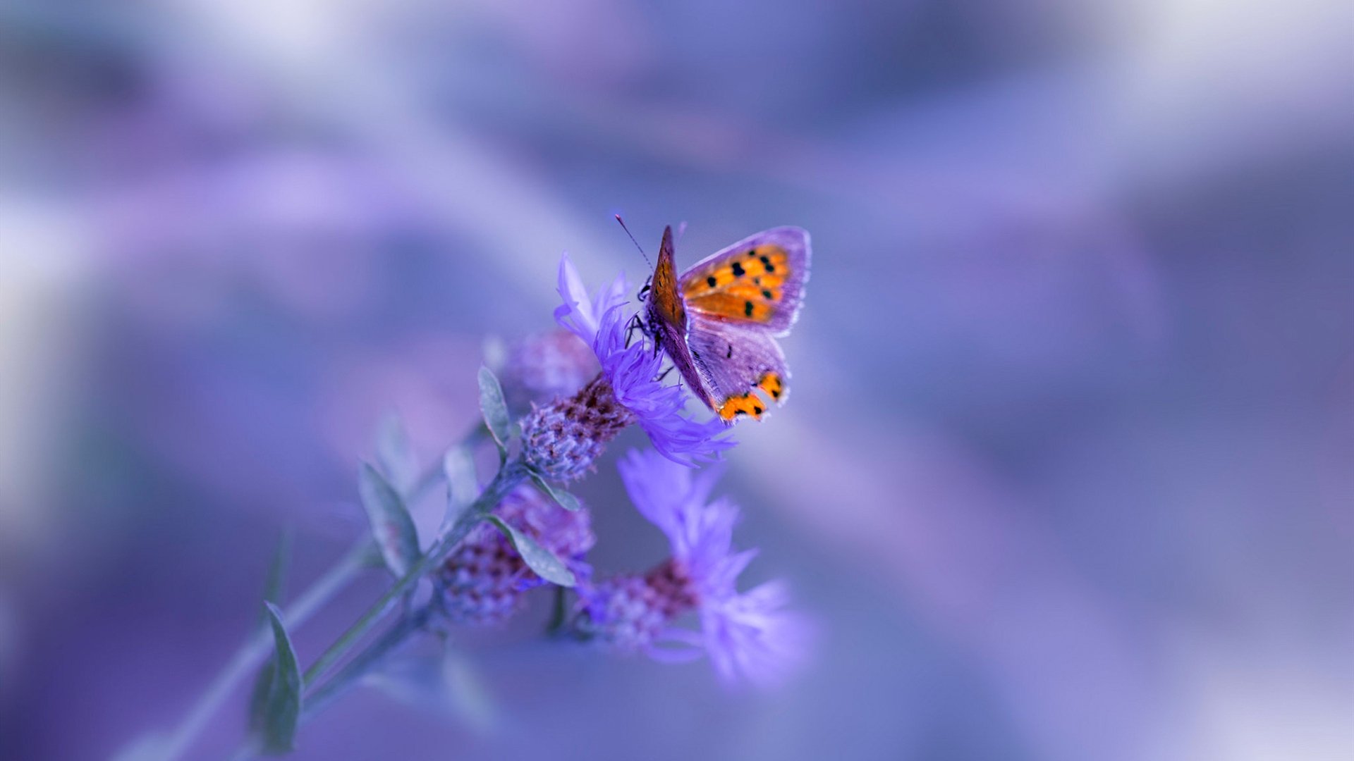 爱游戏app下载-失误多发：上海队全场失误达20次，追分未果！，上海队队员