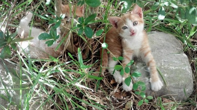 爱游戏官方-篮网发布“球员亲制主题球鞋”计划，受球迷追捧，篮网主题版球衣