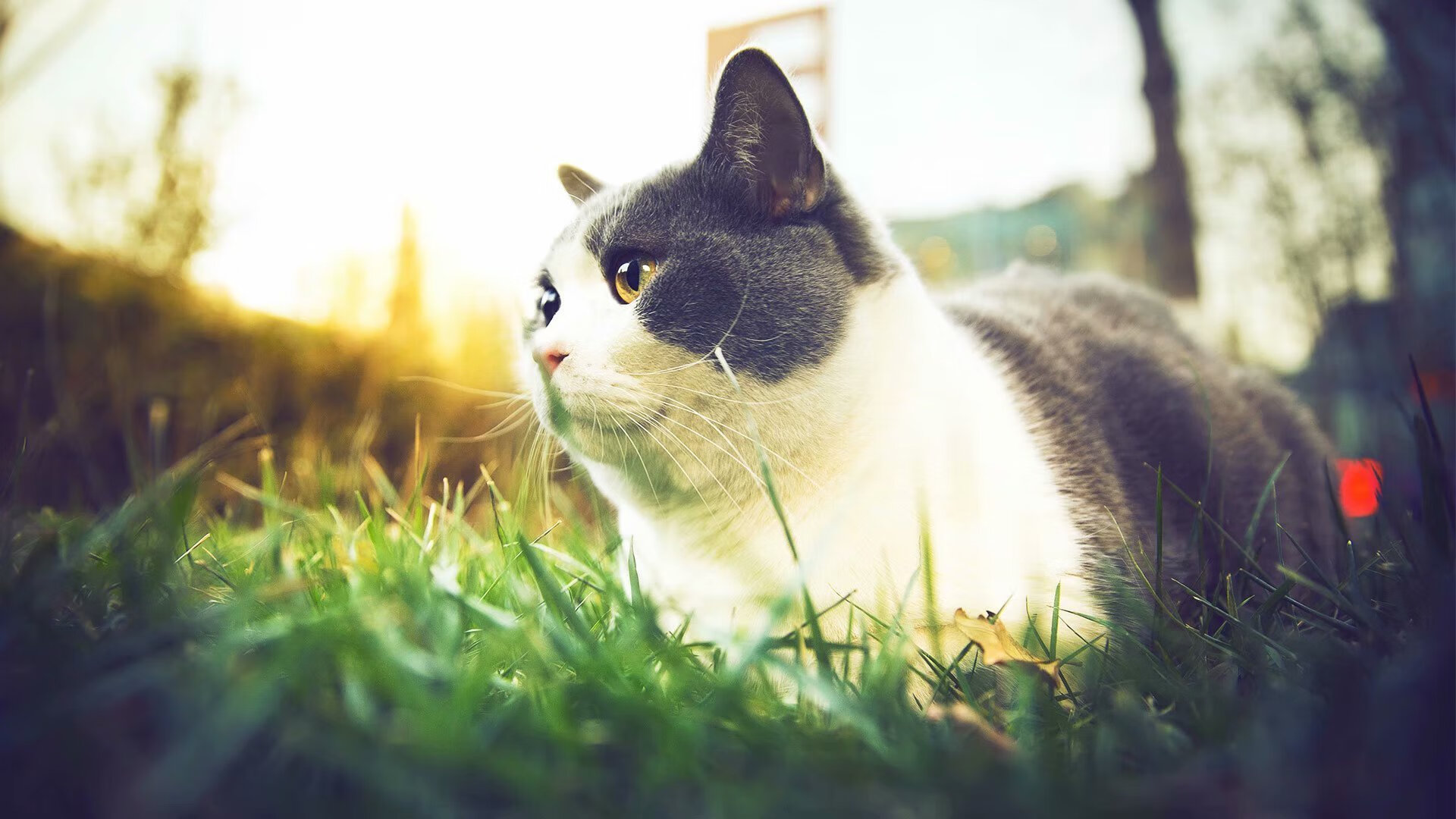 爱游戏官方-篮网在主场迎战湖人，大卫·莱特在比赛末段投中关键三分助球队获胜！