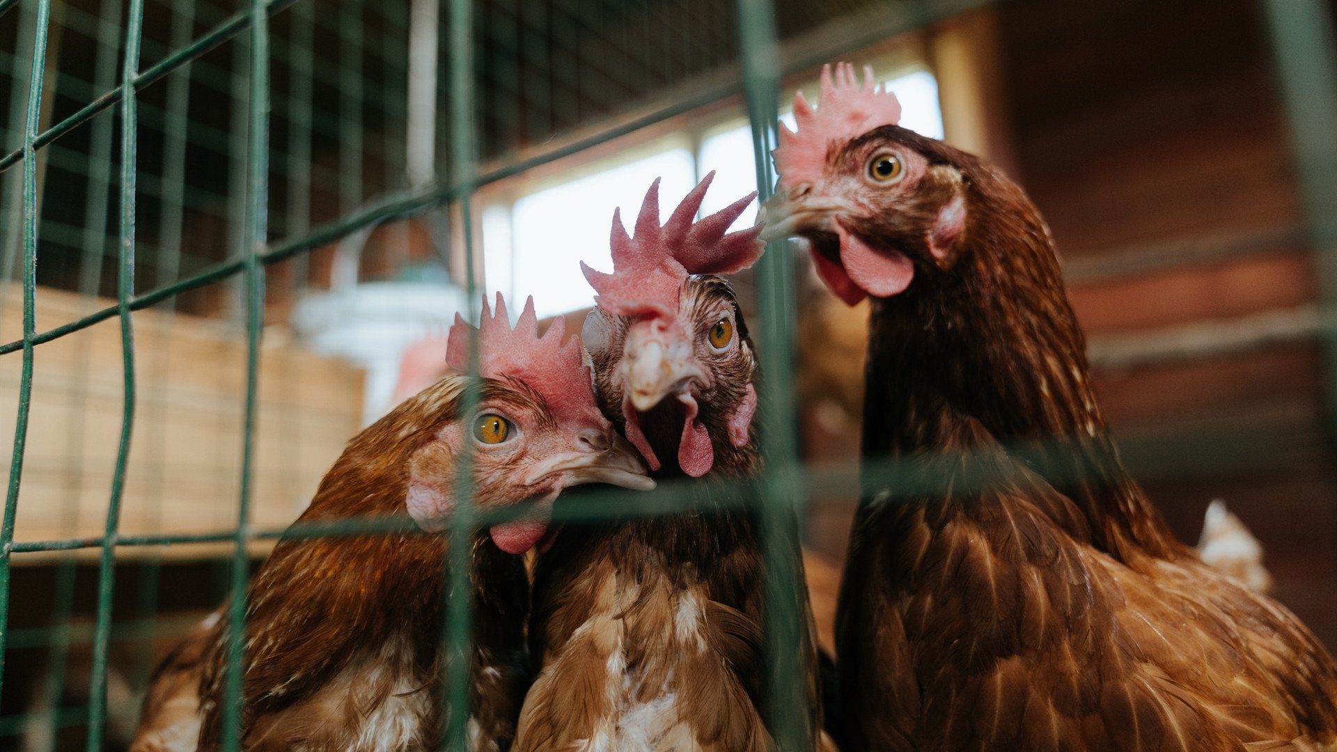 荷兰男足在欧洲预选赛中失利,未能晋级巴黎奥运会,荷兰队男足