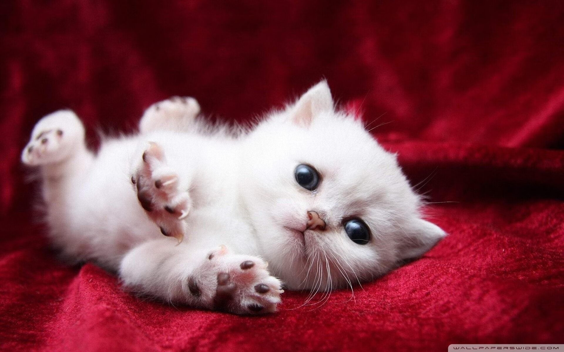 爱游戏电竞官网-阿根廷击败西班牙，成功夺金，阿根廷对西班牙比赛结果