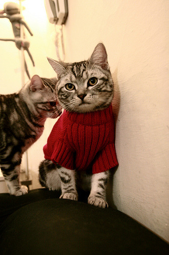 上海久事球队年轻球员状态火热，上海久事篮球俱乐部有限公司