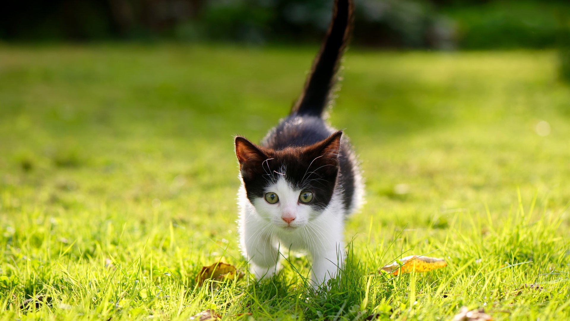 电竞电竞赛事市场推广新策略及粉丝经济开发案例，电竞推广策划案