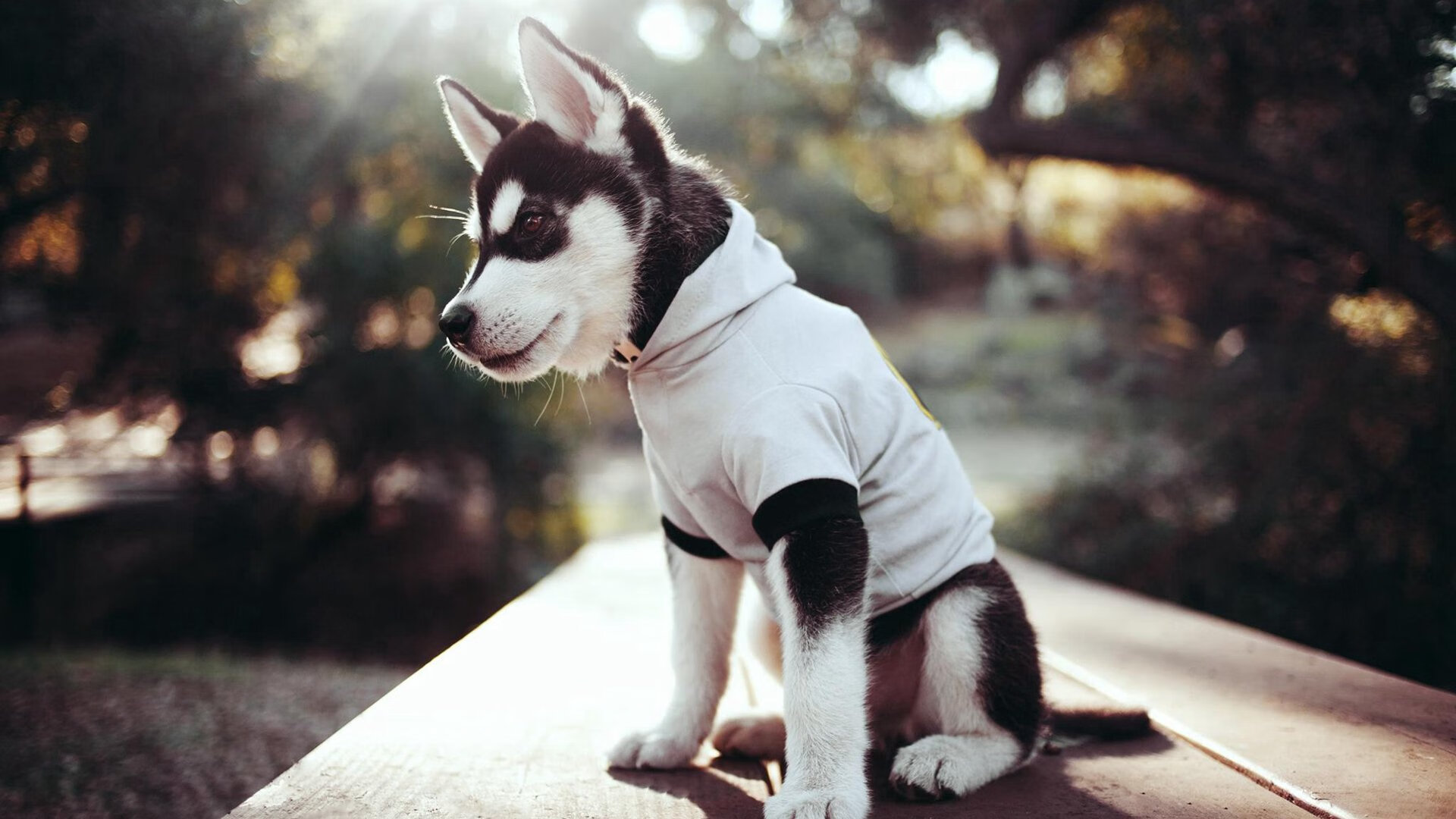 AYX SPORTS-首尔FC备战有方，准备全力以赴争取胜利，首尔fc首发