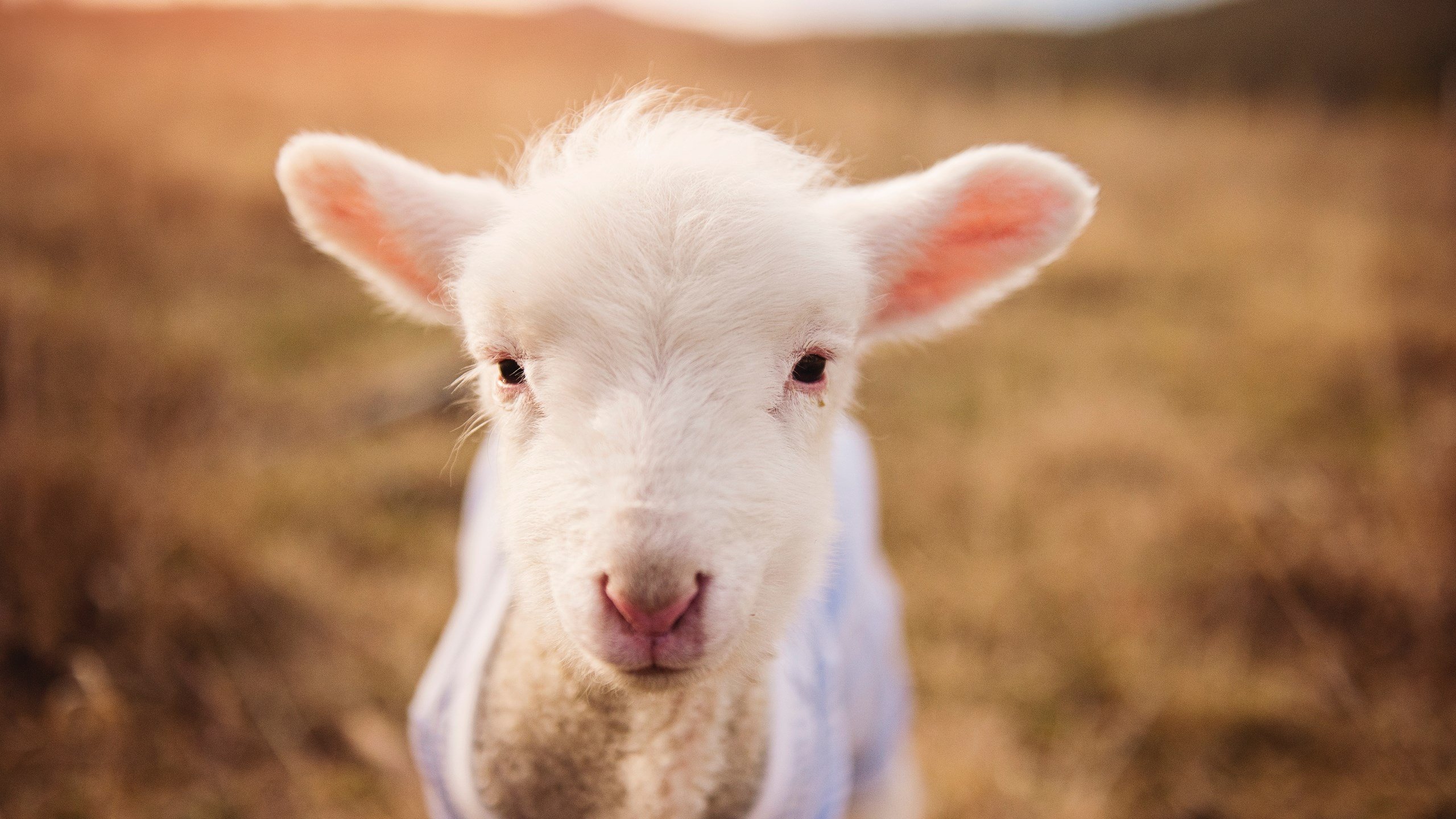 中国三人篮球女队强化个人突破能力,中国三人女子篮球国家队
