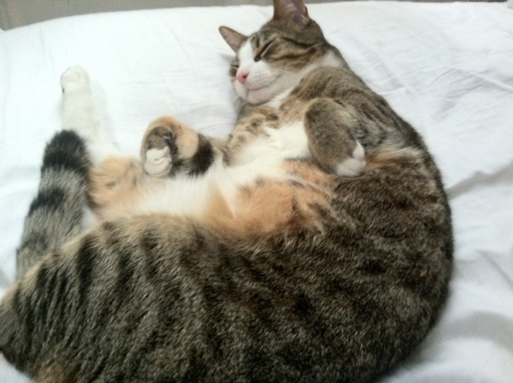 爱游戏娱乐-中国男篮积极引入外籍助教丰富战术体系，中国男篮外国籍球员