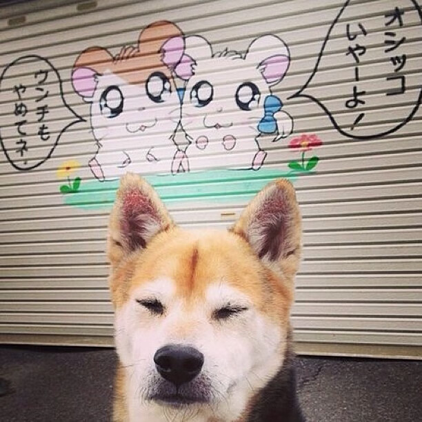 南非羚羊队：身体对抗与速度的完美融合，在比赛中展现无与伦比的统治力