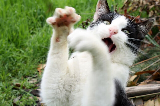 澳大利亚队展现强大实力摘得冠军，澳大利亚队厉害吗