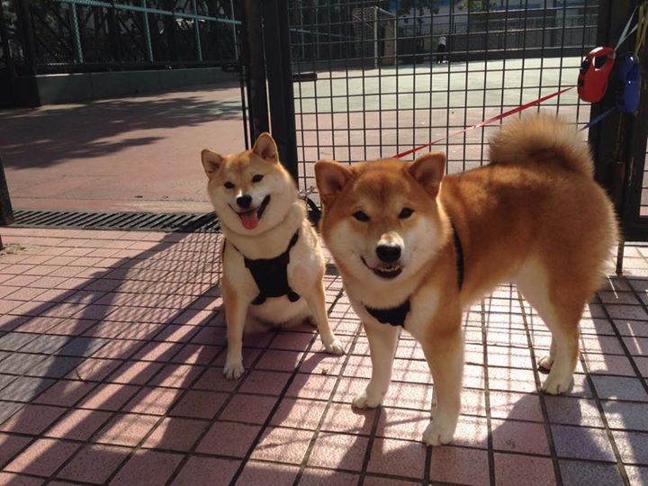 爱游戏中国官方网站平台-鹈鹕锋线组合训练中多次完成空接配合，鹈鹕 中锋